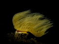   tube worm near Loutraki Greece  